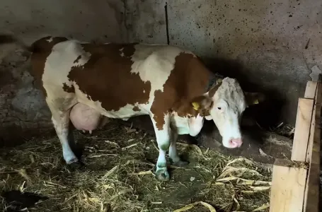 "Ovo se nije ranije desilo": Čudo potreslo Srbiju: Krava Beba šokirala sve