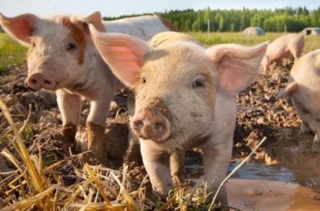 Hrvatska se suočava s dosad najvećim žarištem afričke svinjske kuge, eutanazirat će 10.000 svinja