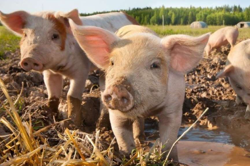 Hrvatska se suočava s dosad najvećim žarištem afričke svinjske kuge, eutanazirat će 10.000 svinja