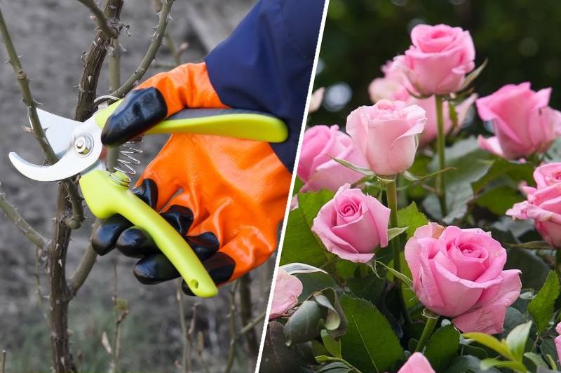 Kada je pravo vrijeme orezati ruže i spremiti ih za zimu: Uradite ovako i sačuvaćete ih od mraza