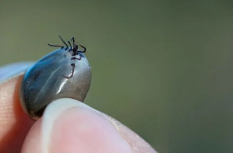 U zemlji koja graniči s Hrvatskom pronađen horor-krpelj: Prenosi dosad nepoznat virus!