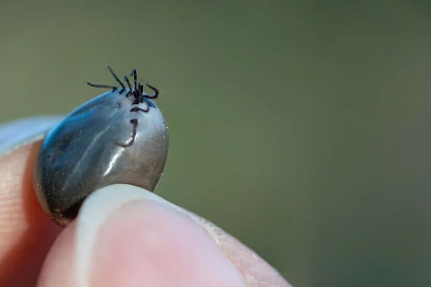 U zemlji koja graniči s Hrvatskom pronađen horor-krpelj: Prenosi dosad nepoznat virus!