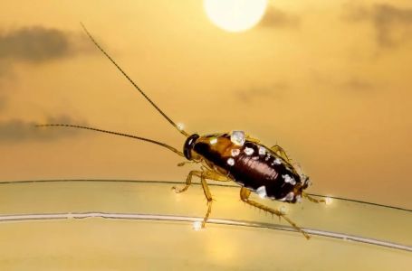 Nikad više mravi i bubašvabe: Jedan trik iz kupatila koji zaista djeluje!