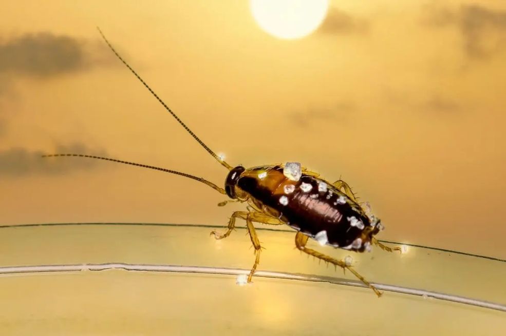 Nikad više mravi i bubašvabe: Jedan trik iz kupatila koji zaista djeluje!