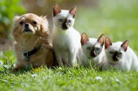 Volite li više pse ili mačke? Evo što to govori o vašoj ličnosti