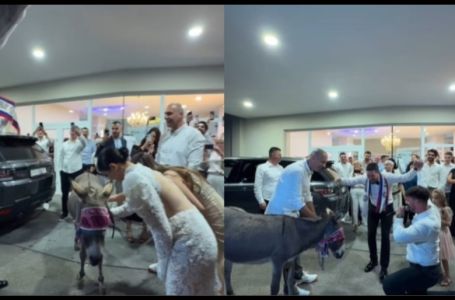 Magarac ušao u dvoranu: Nevjerovatno iznenađenje na svadbi kod Mostara