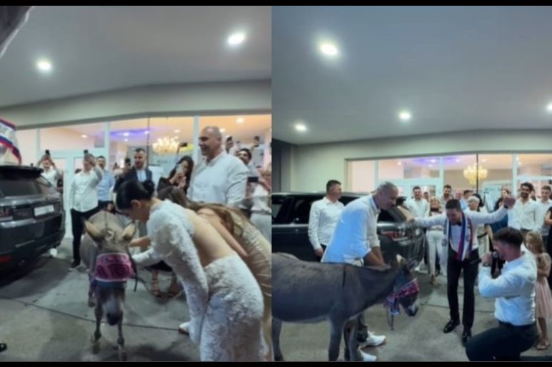 Magarac ušao u dvoranu: Nevjerovatno iznenađenje na svadbi kod Mostara