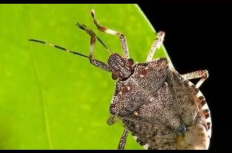 Da li imate problem sa smrdibubama? Kreće njihova invazija, evo savjeta kako da ih se riješite