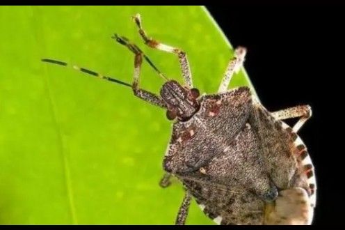 Da li imate problem sa smrdibubama? Kreće njihova invazija, evo savjeta kako da ih se riješite