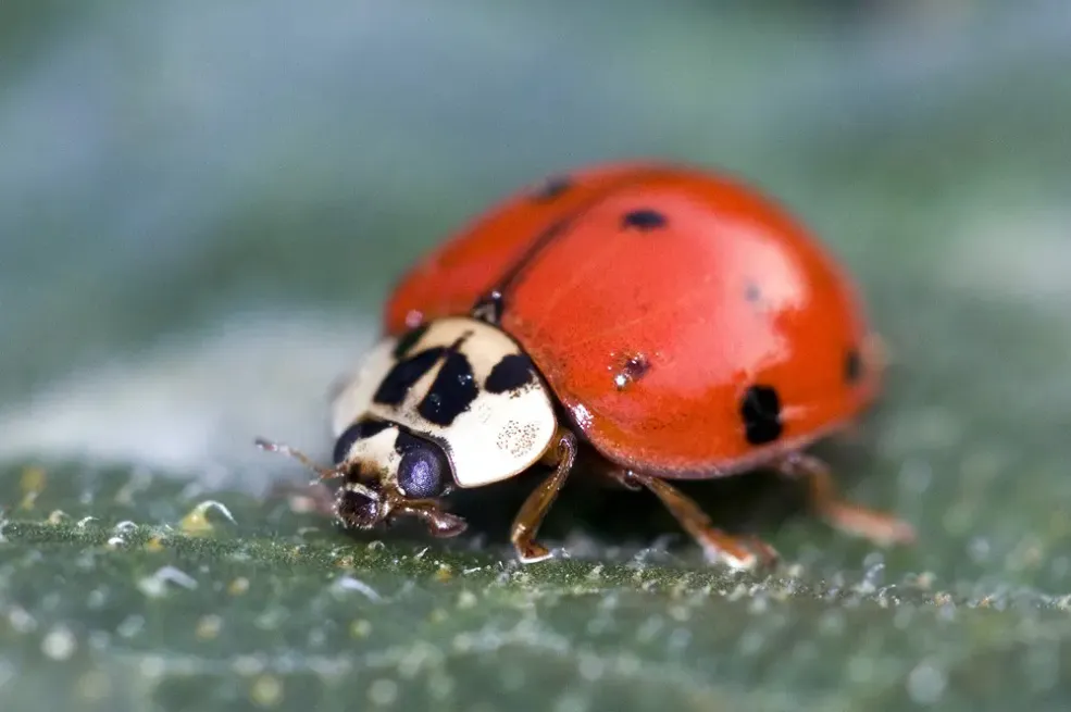 Znate li šta znači kad bubamara sleti na vas: Evo šta vas čeka
