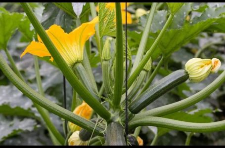 Ljekari kažu da je najbolje povrće za srce: U svakoj kući ga ima, a i svi stručnjaci ga hvale