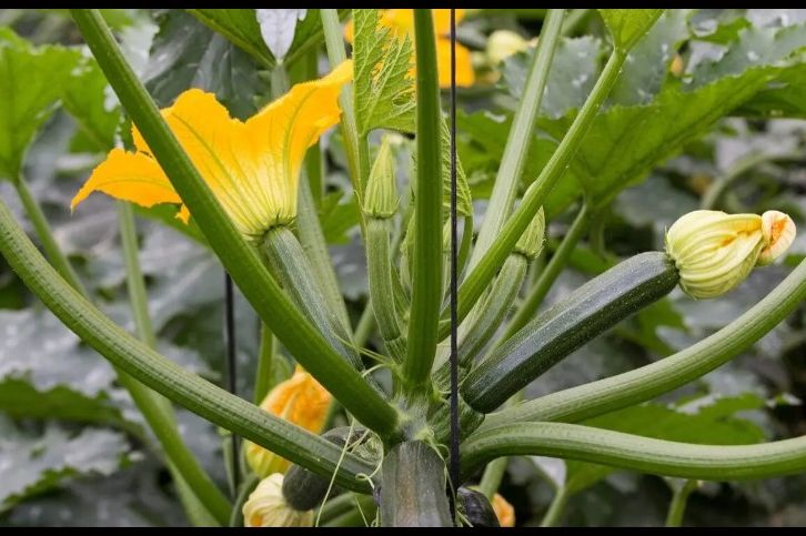 Ljekari kažu da je najbolje povrće za srce: U svakoj kući ga ima, a i svi stručnjaci ga hvale
