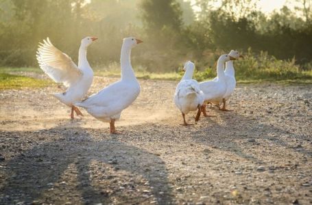 Stiže Miholjsko ljeto a s njim i topliji dani, temperature će opet ići preko 20 stepeni