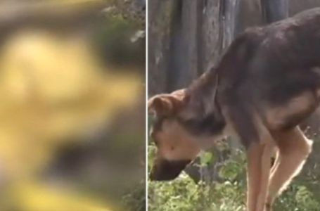 Trogodišnjeg dječaka zgrabili psi lutalice, otišao od kuće bez znanja roditelja