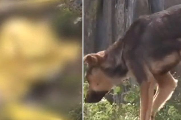 Trogodišnjeg dječaka zgrabili psi lutalice, otišao od kuće bez znanja roditelja