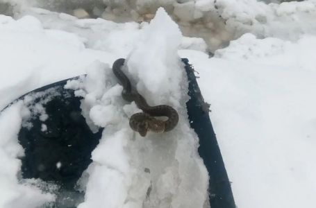Viđena zmija u snijegu kod Kuršumlije, narodno vjerovanje kaže da je to ZNAK