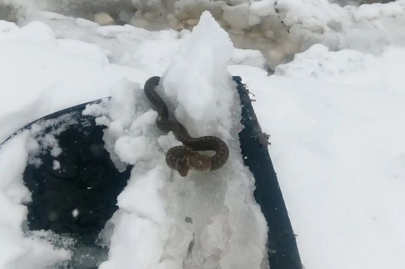 Viđena zmija u snijegu kod Kuršumlije, narodno vjerovanje kaže da je to ZNAK
