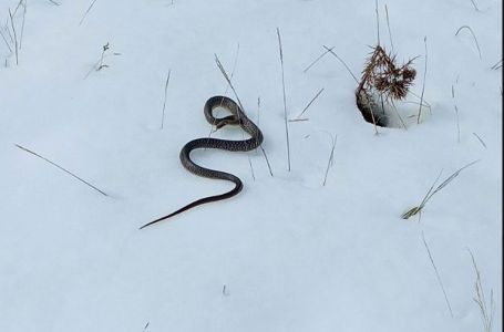 Vjerovali ili ne: U snijegu pronađena zmija (FOTO)