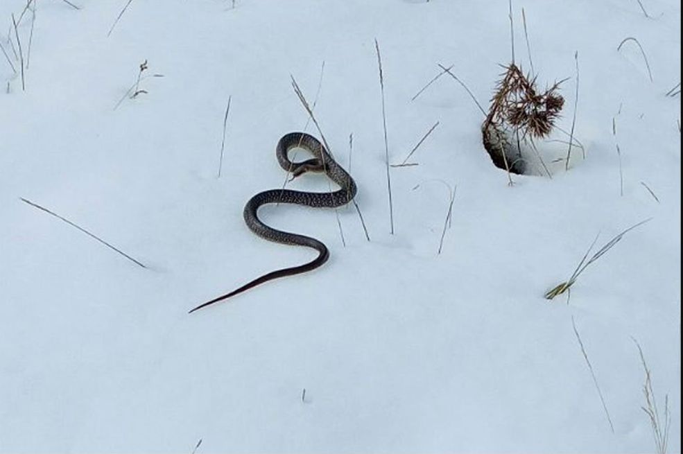 Vjerovali ili ne: U snijegu pronađena zmija (FOTO)