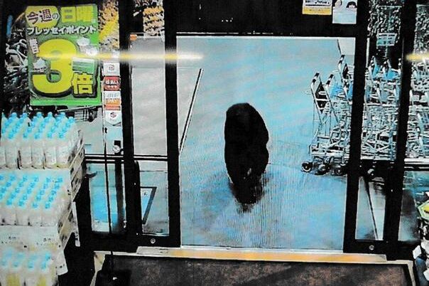 Divlji medvjed ušao u supermarket – razbio vitrinu i napao muškarce!