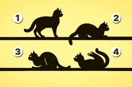 Izaberite 1 mačku sa slike, bez puno razmišljanja: Evo šta vas čeka u životu