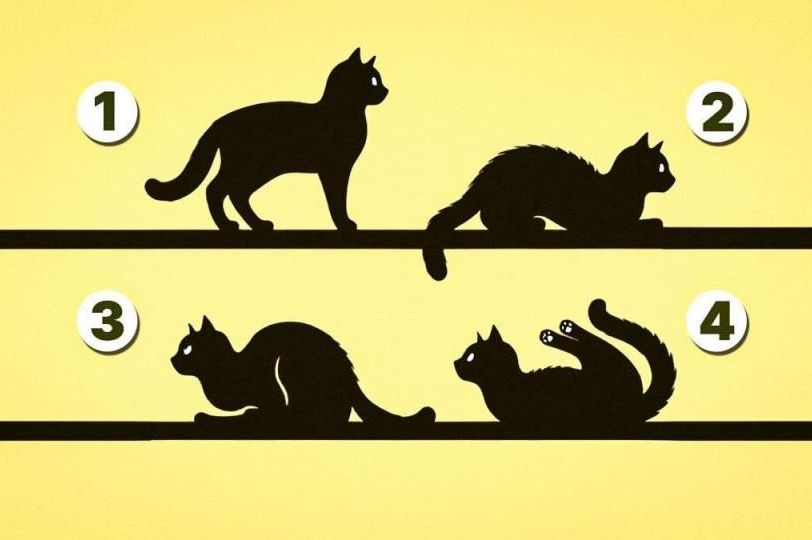 Izaberite 1 mačku sa slike, bez puno razmišljanja: Evo šta vas čeka u životu