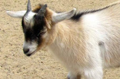 Koza ogrebala dijete u zoološkom vrtu, roditelji pozvali policiju