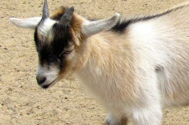 Koza ogrebala dijete u zoološkom vrtu, roditelji pozvali policiju