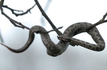 Šok u Dalmaciji! Lovci se zgrozili najezdom poskoka: "Bili su kamuflirani..." (FOTO)