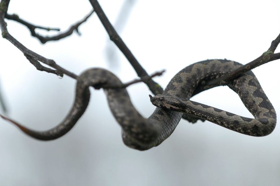 Šok u Dalmaciji! Lovci se zgrozili najezdom poskoka: "Bili su kamuflirani..." (FOTO)