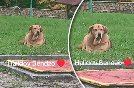 Halidov pas odbija hranu, tuga iz njegovih očiju "boli": Snimak rasplakao regiju