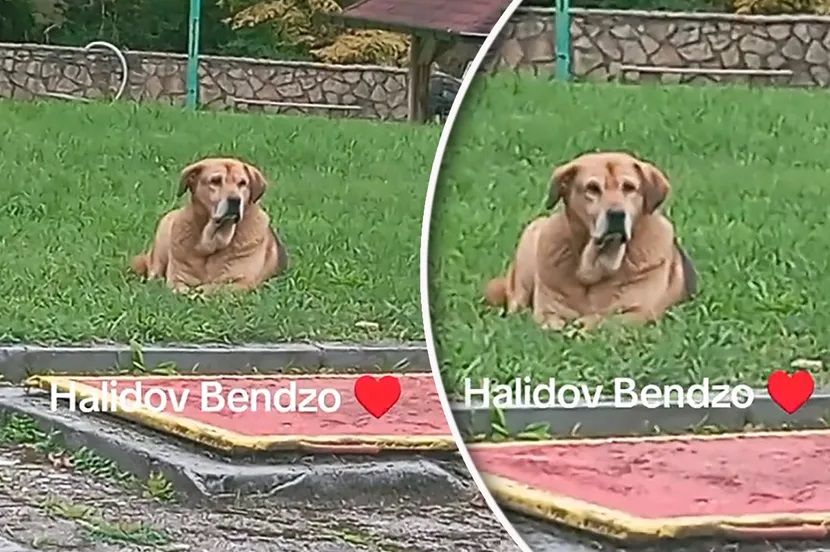 Halidov pas odbija hranu, tuga iz njegovih očiju "boli": Snimak rasplakao regiju