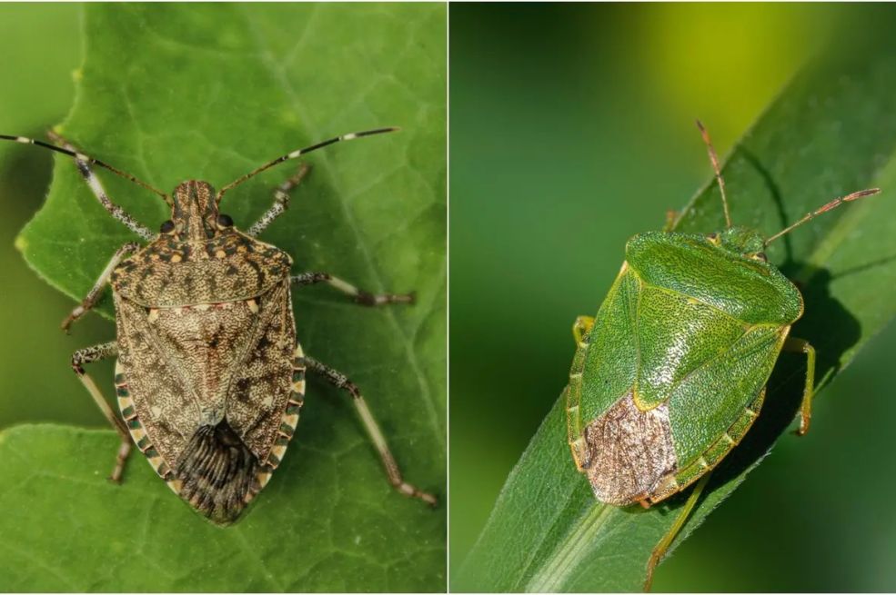 Invazija smrdibuba u BiH:  Kako ih se riješiti?