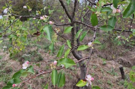 Jabuka procvjetala u oktobru u Srbiji: Evo šta to najavljuje, prema narodnom vjerovanju