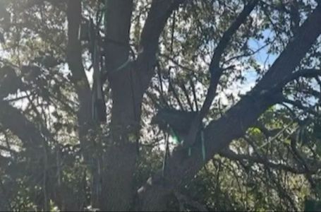 Tajna služba otkrila sumnjivu konstrukciju na drvetu s koje se vidi mjesto gdje Tramp izlazi iz...