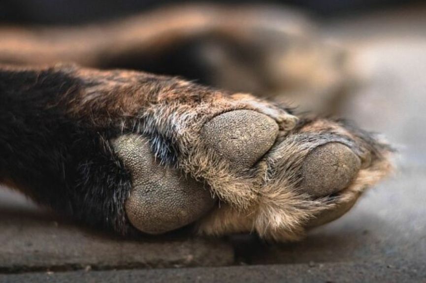 Horor u BiH: Muškarac u dvorištu kuće zlostavljao psa, pa ga usmrtio