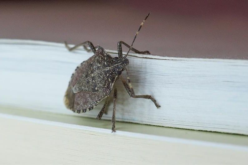 Najezda smrdibuba u BiH: Znate li kako ih se riješiti?