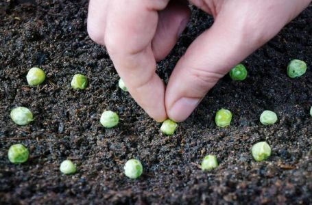 Ovu biljku posadite u oktobru ili novembru i berbu očekujte već u proljeće