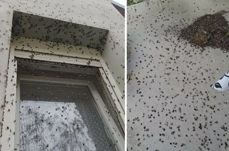 Porodica je očajna, kuća im je okupirana: "Ludimo, ne možemo više ni izaći van"