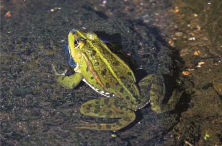 Opasan trend stigao u Evropu, izdato upozorenje: "Ne ližite žabe"
