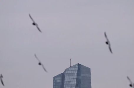 Horor u Njemačkoj: Ptice padaju s neba