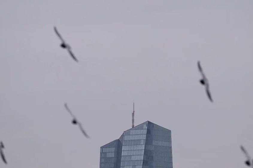 Horor u Njemačkoj: Ptice padaju s neba