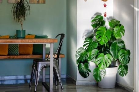 Biljka koja tjera novac i sreću iz kuće: Mnogi je drže u svom domu, a ne znaju koliko je štetna