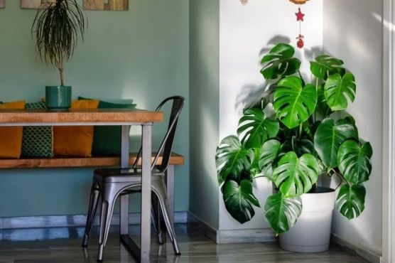 Biljka koja tjera novac i sreću iz kuće: Mnogi je drže u svom domu, a ne znaju koliko je štetna