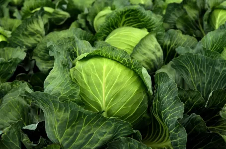 Državljanin BiH zbog kupusa platio kaznu od oko 1.400 KM