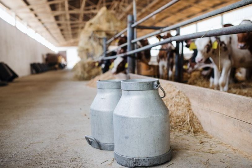 Hoće li mlijeko uskoro biti skuplje u BiH? Proizvođači kažu da je neophodno