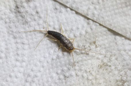 Ako vam se ova gadna bubica pojavila krajem oktobru u kući ili stanu – trebate znati ovo