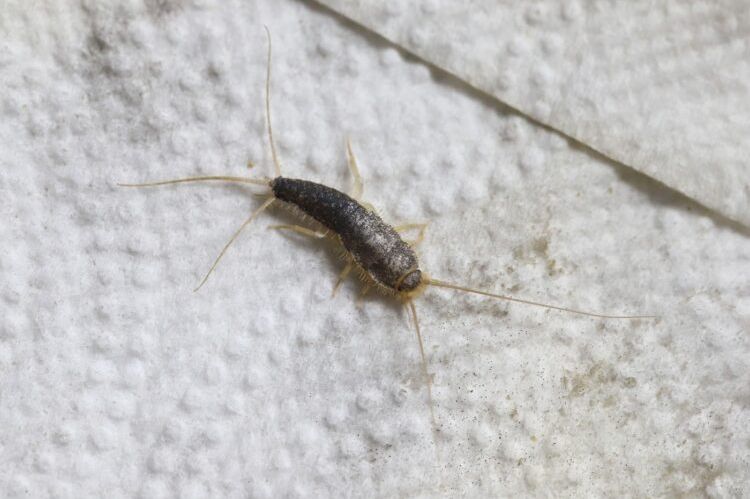 Ako vam se ova gadna bubica pojavila krajem oktobru u kući ili stanu – trebate znati ovo