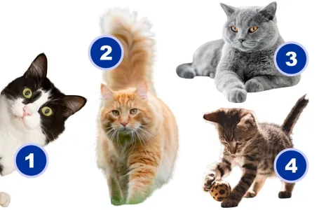 TEST! KOJA MAČKA VAM JE PRVA "UKRALA" POGLED? Znate li šta to znači?!