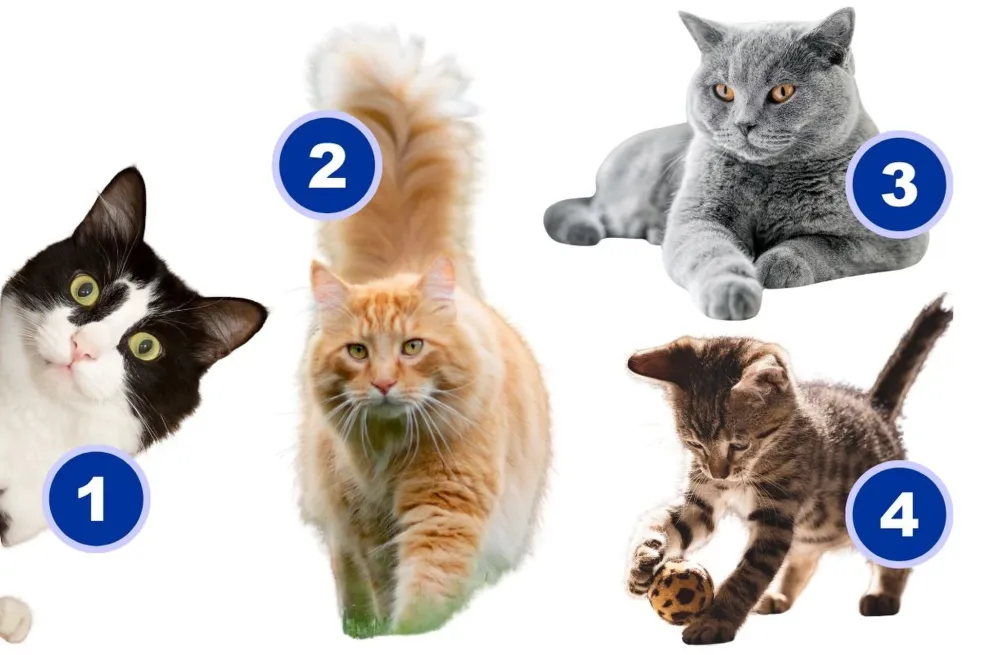 TEST! KOJA MAČKA VAM JE PRVA "UKRALA" POGLED? Znate li šta to znači?!